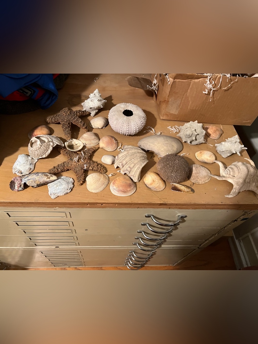 Natural Seashell and Starfish Assortment - Neutral Tones